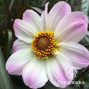 

Георгина Бишоп оф Довер анемоновидная