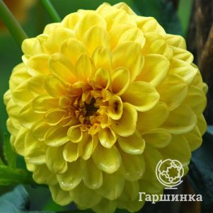 

Георгина Голден Скептер (Золотой Скипетр) помпонная