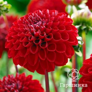 

Георгина Викинг шаровидная