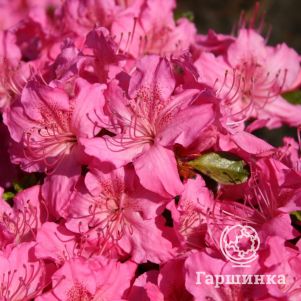 

Рододендрон Кирстин