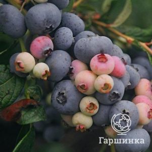 

Голубика Нельсон