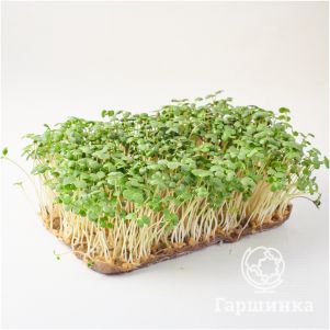 

Микрозелень Семена Горчицы для проращивания (5 г)