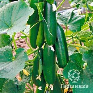 Огурец Балконное чудо F1 цп 02 г Семена Седек 78₽
