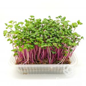 

Набор микрозелени Редис Ред Корал на 10 проращиваний (лоток, коврики, семена)