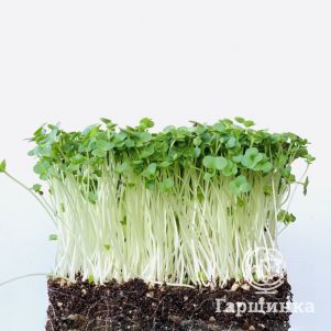 

Набор микрозелени Брокколи на 10 проращиваний (лоток, коврики, семена)