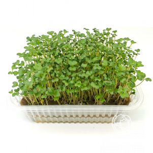 Набор микрозелени Индау (рукола) на 10 проращиваний (лоток, коврики, семена)