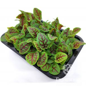 Набор микрозелени Щавель Кровавая Мэри на 10 проращиваний (лоток, коврики, семена)