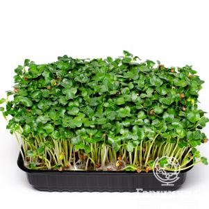 

Набор микрозелени Дайкон на 10 проращиваний (лоток, коврики, семена)