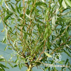 

Ива Карадок (витые побеги)