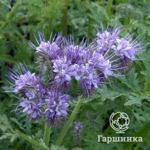 

Фацелия 0,5 кг