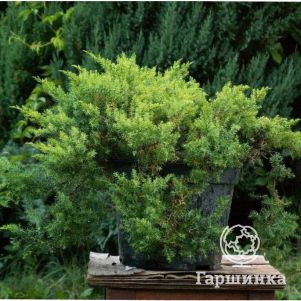 Можжевельник даурский Ленинград