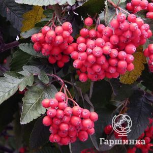 Рябина Боярышниковидная красная 450₽