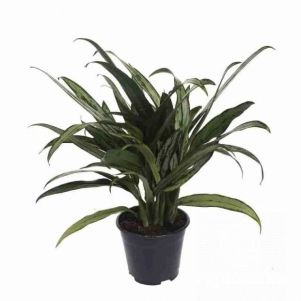 

Аглаонема Кутласс