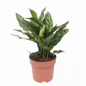 

Аглаонема Мария