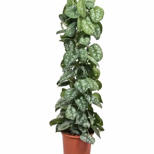 

Сциндапсус Треби