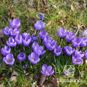 

Крокус Гранд Мэтр 10 шт