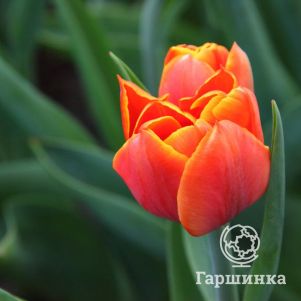 

Тюльпан Оранж Бриллиант Фостера 5шт