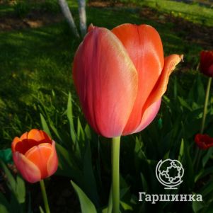 

Тюльпан Шарада Триумф 5 шт