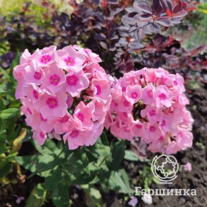 

Флокс Милена