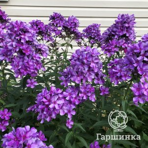 

Флокс Шторм