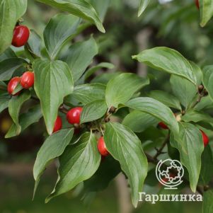 

Дерен мужской (Кизил)