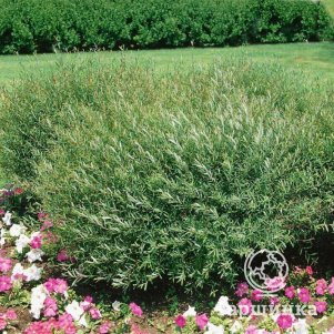 

Ива Нана пурпурная