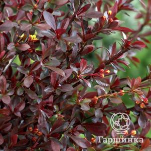 Барбарис Тунберга Ред Чиф