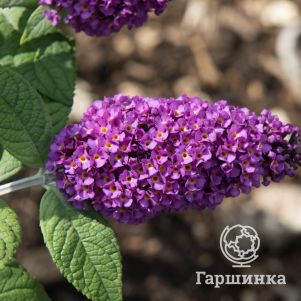 

Буддлея Давида Бордер Бьюти