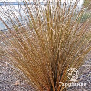 

Осока Буханана Ред Ростер