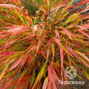 

Хаконехлоа Николас