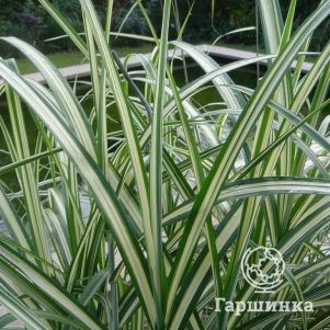 

Мискантус Кабаре