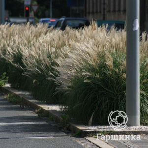 

Мискантус Якушима Дварф