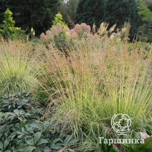 Молиния Эдит Дудзус