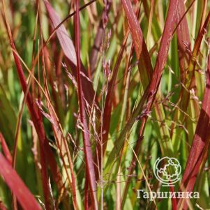 

Просо Шенандоа