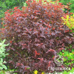 

Пузыреплодник Андре