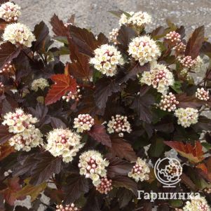 

Пузыреплодник Мэджик Болл