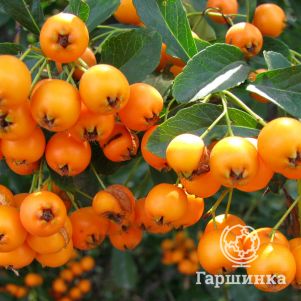 

Пираканта Голден Чармер