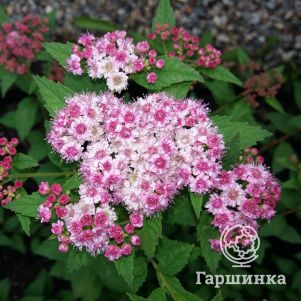

Спирея японская Спарклинг Шампань