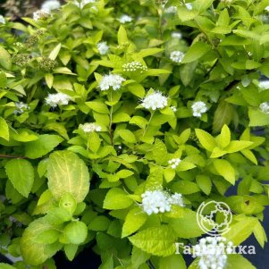 

Спирея японская Вайт Голд