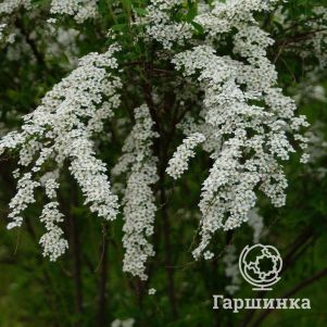 

Спирея Тунберга