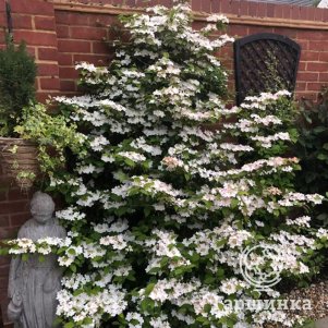 

Калина Килиманджаро Санрайз