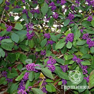 

Красивоплодник Бодиньера Профьюжн