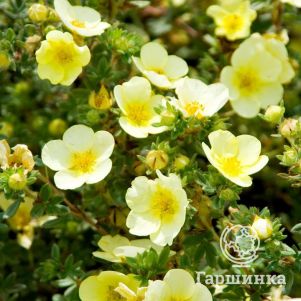 

Лапчатка Катерина Лайкс кустарниковая