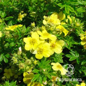 

Лапчатка Лонгакр кустарниковая желтая