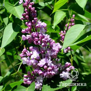 

Сирень обыкновенная