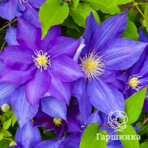 

Клематис Кенигскинд крупноцветковый (2)