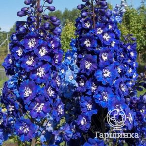 

Дельфиниум Мэджик Фонтейнс Дарк Блю Вайт Би