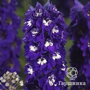 

Дельфиниум Мэджик Фонтейнс Дарк Блю Дарк Би