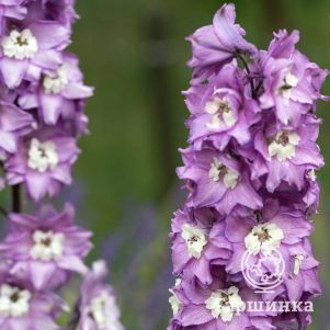 

Дельфиниум Мэджик Фонтейнс Лавендер Вайт Би