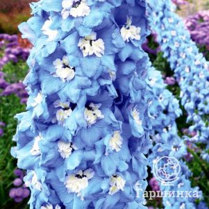 

Дельфиниум Мэджик Фонтейнс Скай Блю Вайт Би